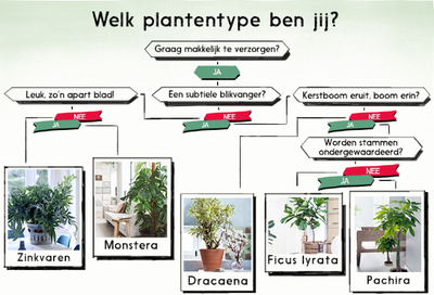 Welk plantentype ben jij? (Kamerplanten)