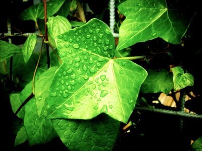 Maak kennis met de giftigste plant van Nederland. (Wilde natuur)