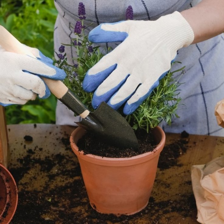 Hoe vaak moet ik de potgrond van mijn planten vervangen? (Uitgelicht: woonplanten)