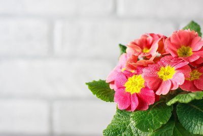 Kleur in de winter met de Primula (Tuinnieuws)
