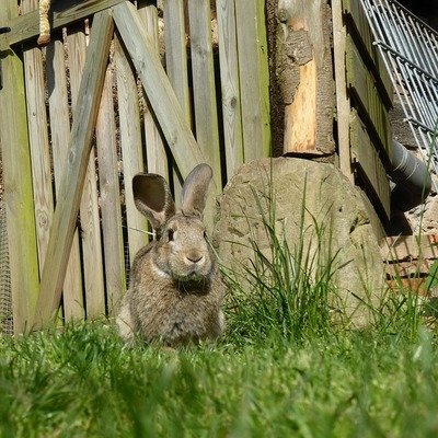 Een konijnenrek in je tuin (Dieren in de tuin)