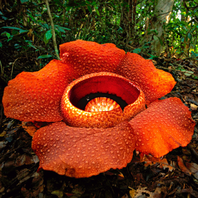 De Rafflesia is de grootste “bloem” ter wereld (Tuinnieuws)