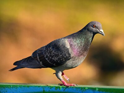 Duiven verjagen uit je tuin, hoe doe je dat? (Tuinnieuws)