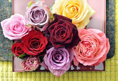 Bloemenagenda november: de roos (Tuinnieuws)