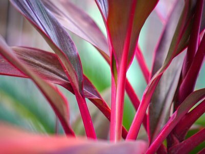 Wist jij al van het bestaan van deze roze planten? (Tuinnieuws)