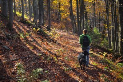 De nieuwe mindfullness-trend: Shinrin-Yoku of bosbaden (Tuinnieuws)