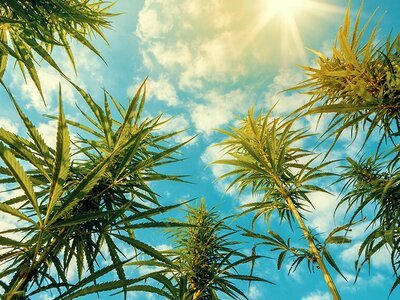 Van hennepolie tot textiel: belangstelling voor industriële hennepteelt groeit (Tuinnieuws)