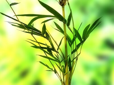 Alles over de bamboe (Tuinnieuws)