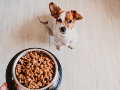 Verantwoorde voeding voor jouw hond