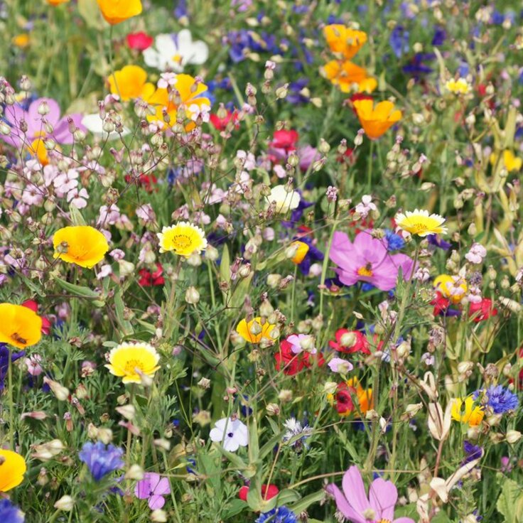 Veldbloemen zaaien: hoe doe je dat? (Wilde natuur)