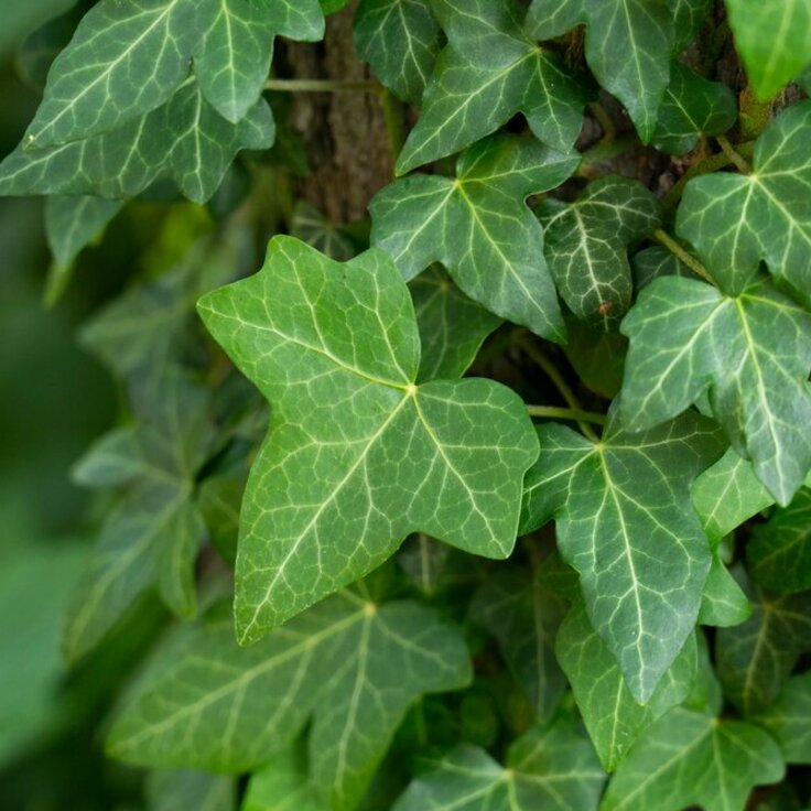 Hedera: Een veelzijdige klimplant