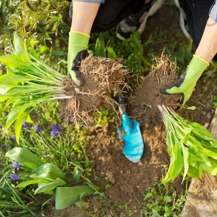 Tuinkalender mei (Tuinnieuws)