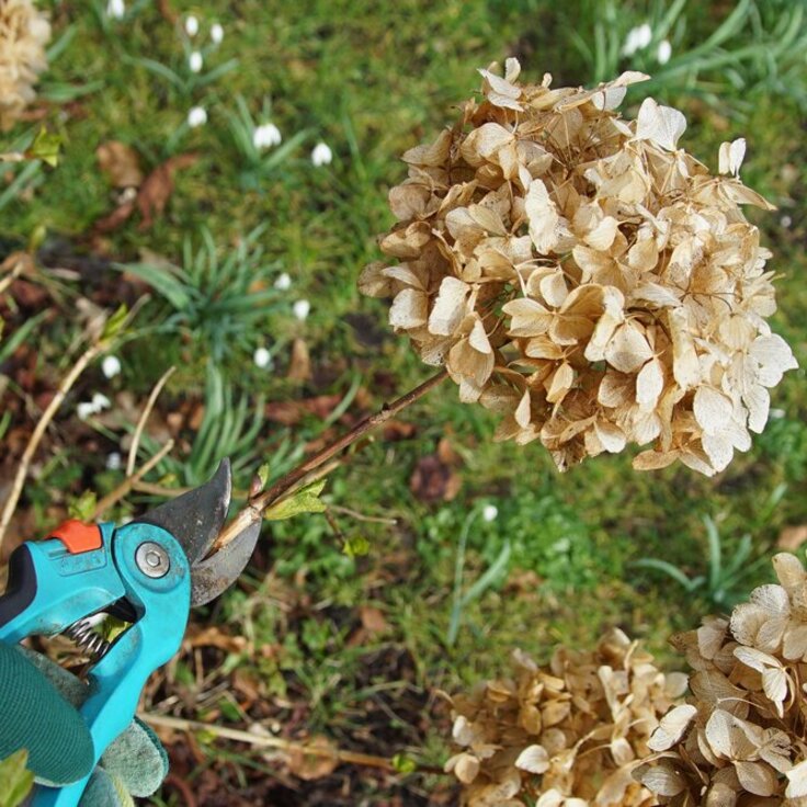 Wanneer dode bloemen uit je hortensia knippen? Zo doe je het goed! (Uitgelicht: tuinplanten)
