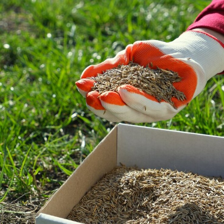 De juiste tijd om gras te zaaien