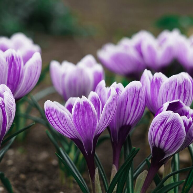 Tuinkalender Februari: Een Vroege Voorjaarsbode (Tuinieren)