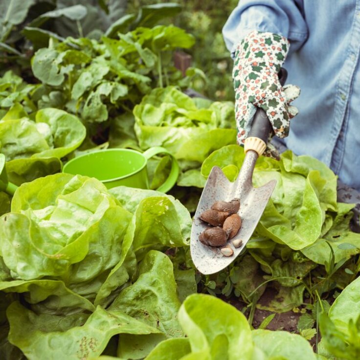 De nachtelijke indringers: Slakken bestrijden met deze 5 tips (Dieren in de tuin)