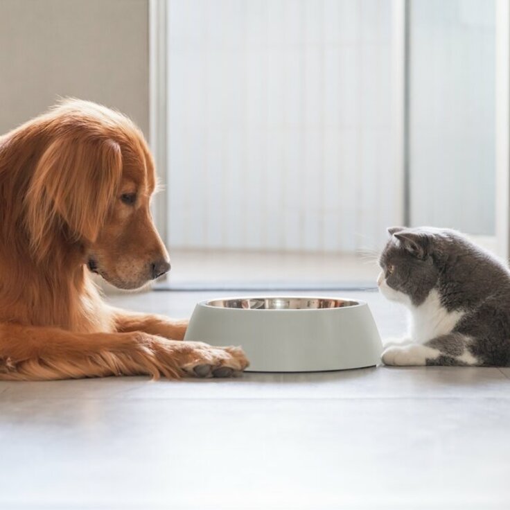 Besparen op Honden- en Kattenvoer: Tips en Verschillende Opties