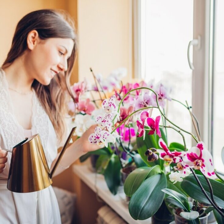 Orchideeënverzorging: Jouw gids voor een prachtige plant