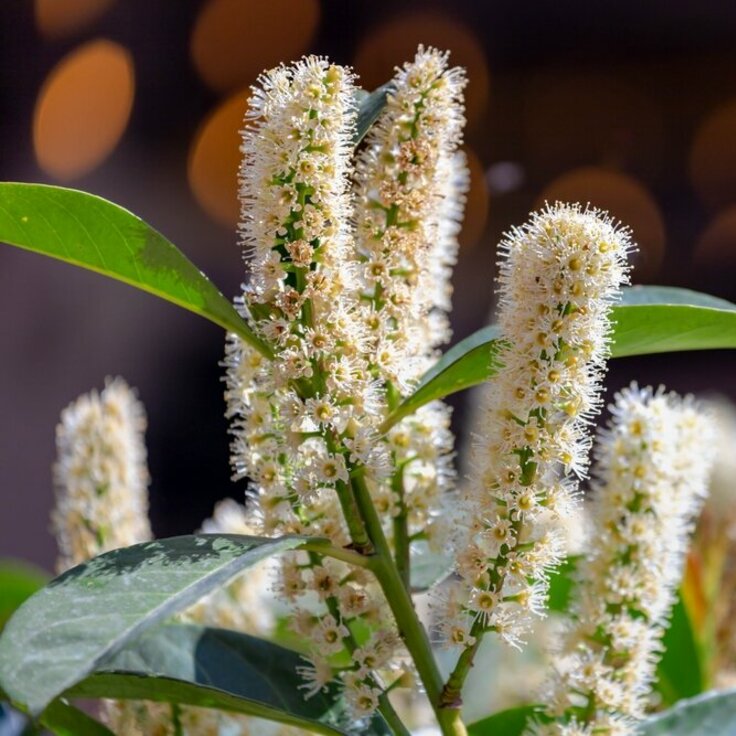 Kies nu voor een laurierkers voor in de tuin