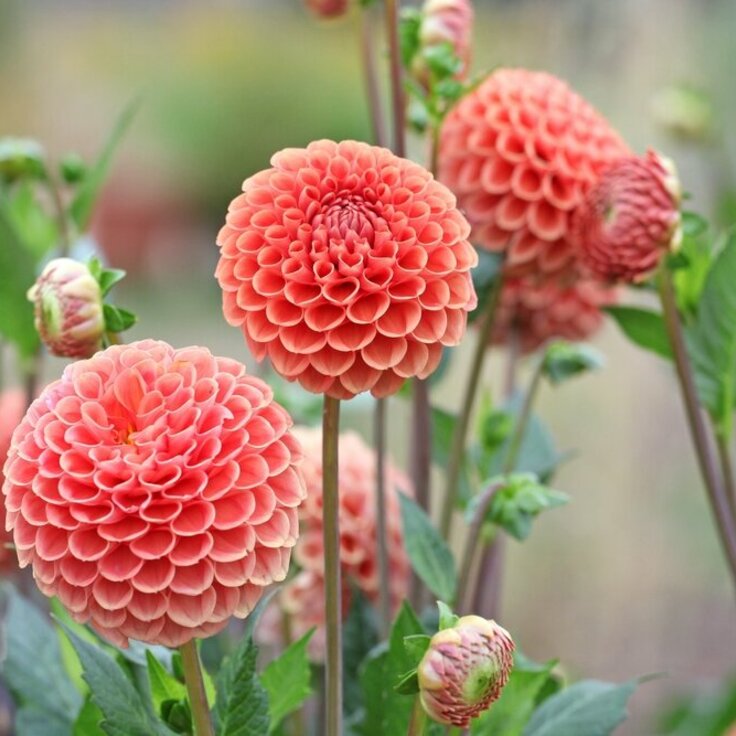 Mooie bloembollen kopen voor in het voorjaar! (Uitgelicht: tuinplanten)