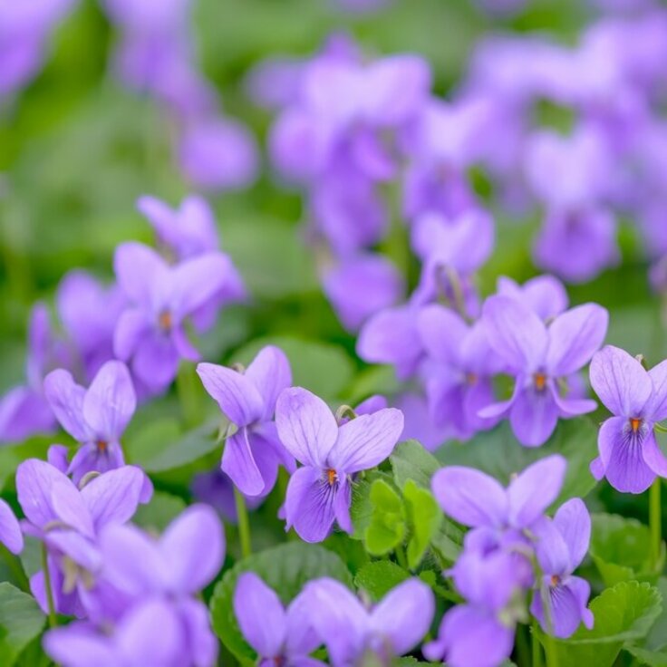 De Lentebries verwelkomen: Tuinkalender Maart