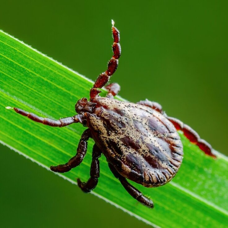 10 Natuurlijke Tekenafweermiddelen