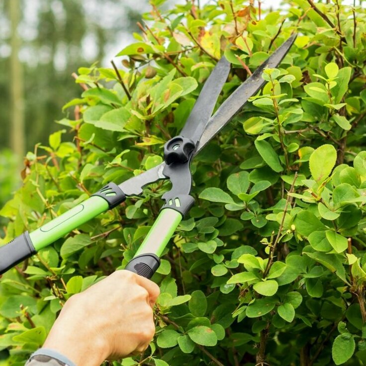 Februari Snoeimaand: Een Gids voor Tuinliefhebbers