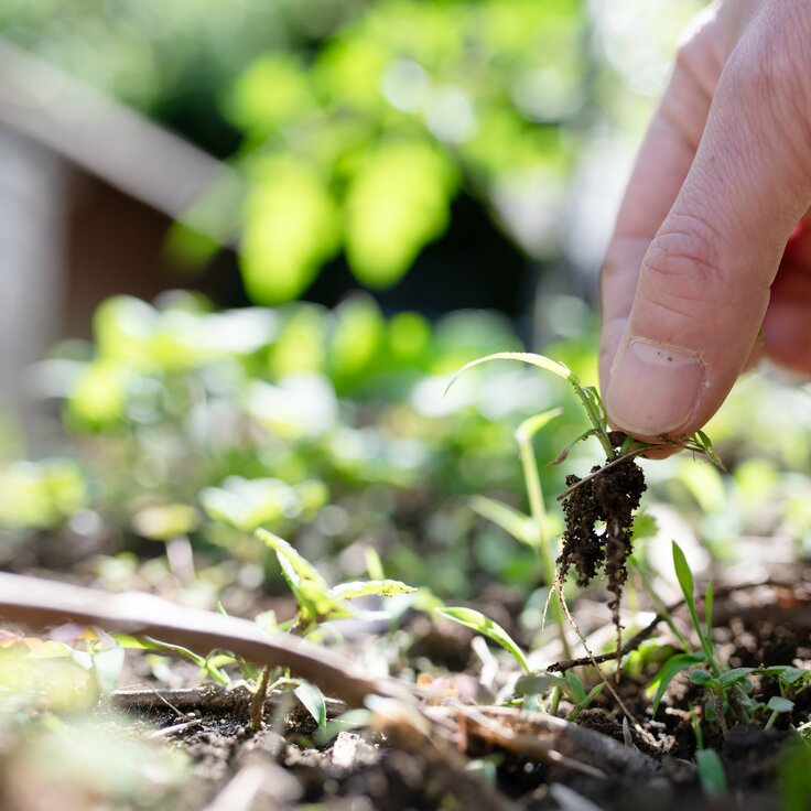 Hoe u met graszoden en worteldoek een onderhoudsvrije tuin creëert