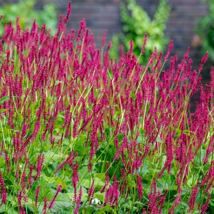 Langbloeiende Vaste Planten: Kleurrijk & Ecologisch (Uitgelicht: tuinplanten)