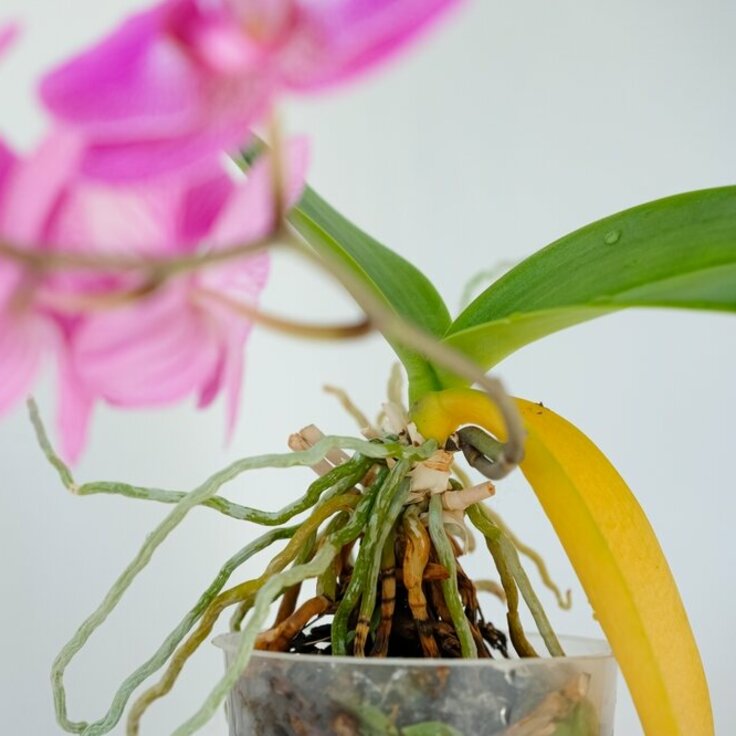Help! De bladeren van mijn orchidee hangen slap!