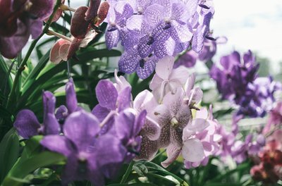 Help! De bladeren van mijn orchidee hangen slap!