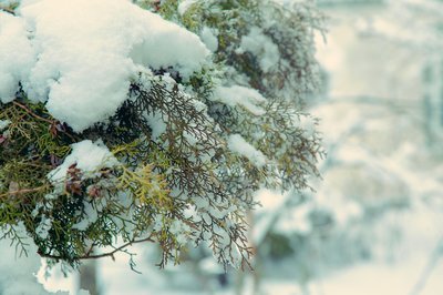 Dít doet sneeuw met jouw planten (Tuinnieuws)