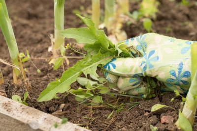 4 alternatieven voor glyfosaat (Voedingsstoffen in de tuin)