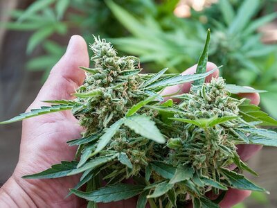 Is de bloeiende handel in CBD en cannabinoïden de aanzet voor het legaliseren van wietteelt? (Veiligheid)