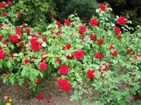 Rosa Peace (Kamerplanten)