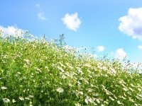 Tuinkalender maart (Tuinnieuws)