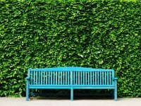 Een haag of schuttingen? (Tuinnieuws)