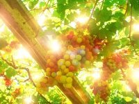 Zomer in eigen tuin (Tuinnieuws)
