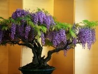 Het bonsai boompje (Tuinnieuws)