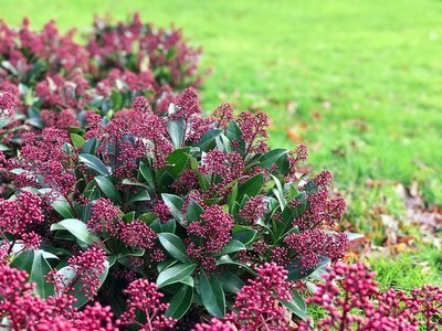 Tuinplant van de maand november: Skimmia (Uitgelicht: tuinplanten)