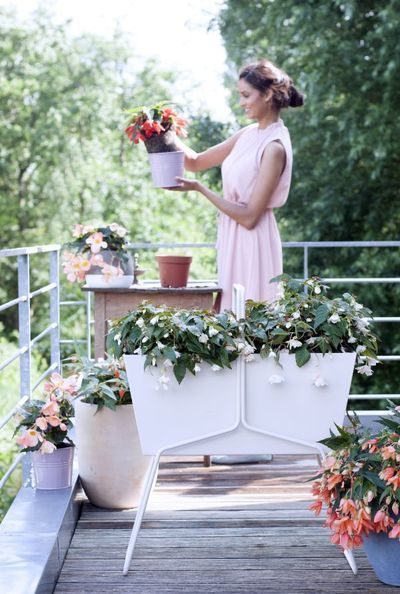 De hangbegonia is dé balkonplant van 2017 (Tuinnieuws)