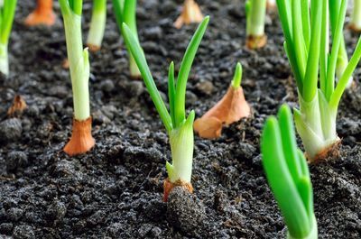 Moestuinieren? Zet je tanden in de tuin! (Moestuin)