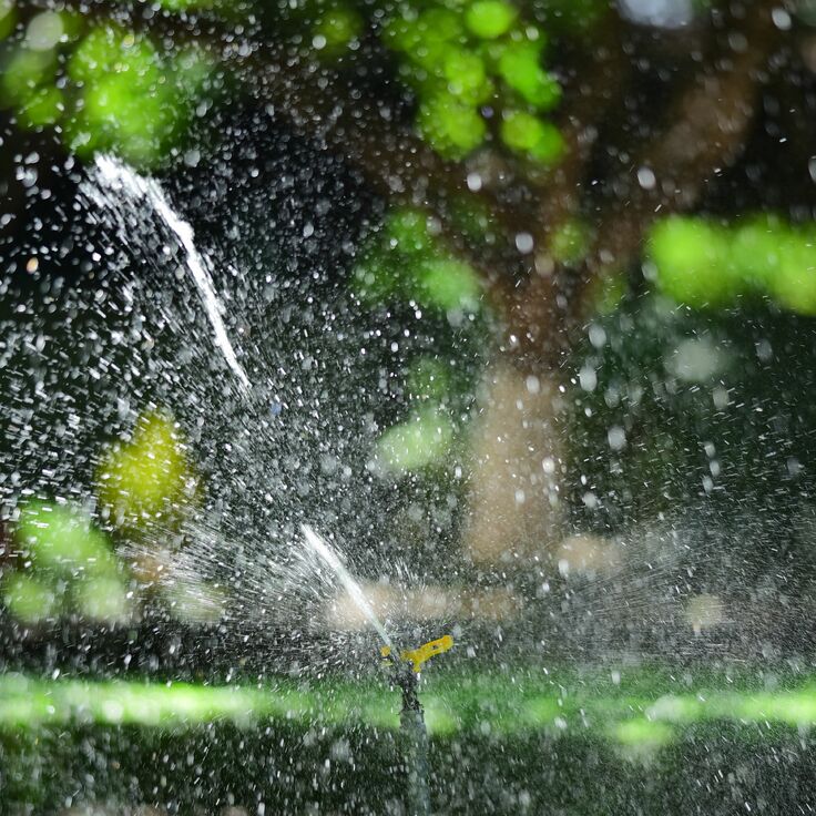 Zelf zaaien en opkweken: zo kom je goed voorbereid het voorjaar in (Tuintips)