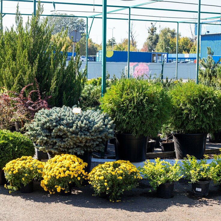 Bomen en struiken die je tuin karakter geven (Tuinieren)