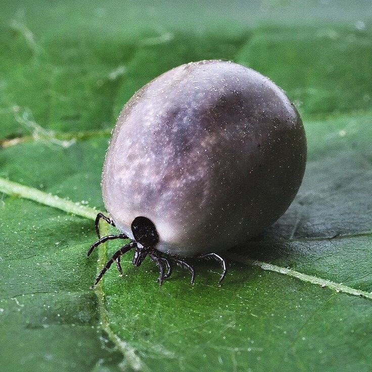 10 Natuurlijke Tekenafweermiddelen