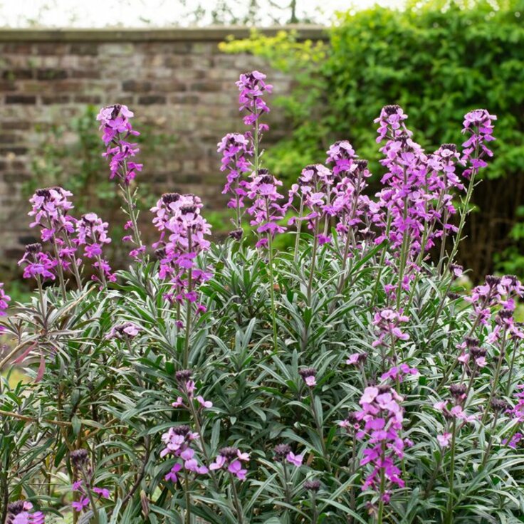 Top 10 langbloeiende vaste planten (Uitgelicht: tuinplanten)