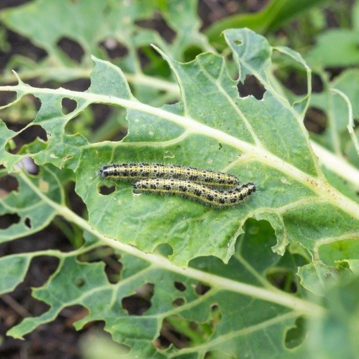 Wat zijn de voordelen van aaltjes als bestrijdingsmiddel? (Tuinnieuws)