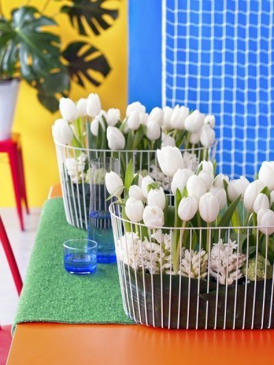 Tulp: de niet-Hollandse bloem (Kamerplanten)