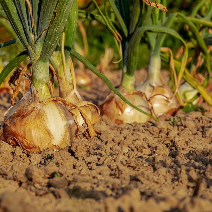 Moestuinieren: wat heb je nodig?