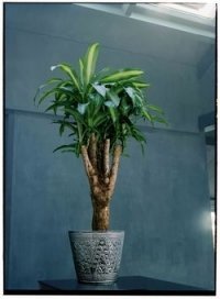 Woonplant van de maand januari: Dracaena